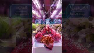 Vertical Farming in the Arab World — A Future Scene Today! 🌆🌱 الزراعة العمودية في دولة عربية