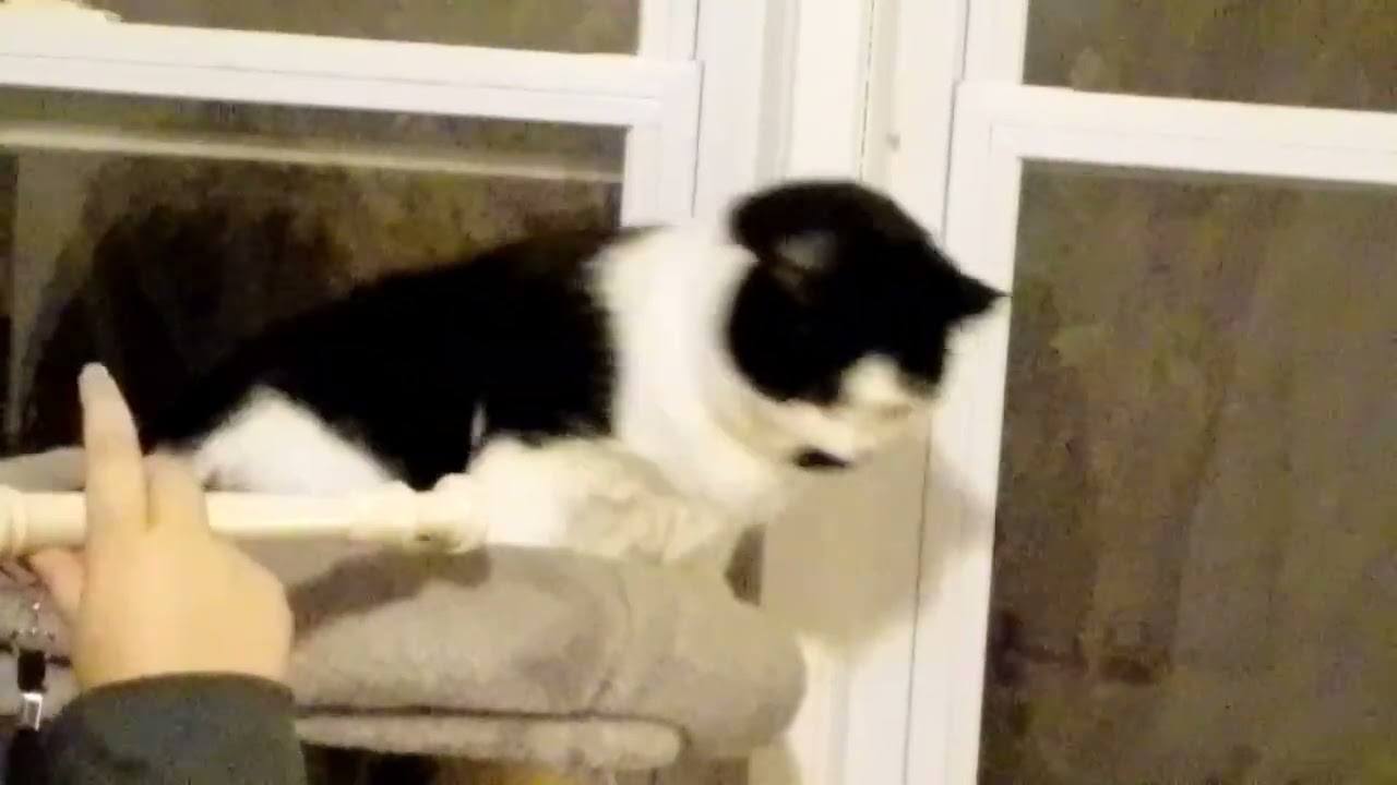 My friend traumatizing my cat 😞 sorry pudding/cat