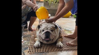 How To Give Proper Bath To Your Dog || Dog Grooming At Home || by Bella The Bulldog 84 views 2 years ago 5 minutes, 51 seconds