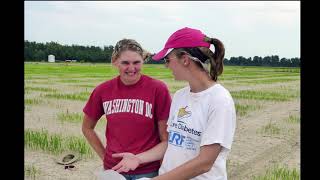 Nitrogen Management for Furrow Irrigated Rice - Gene Stevens