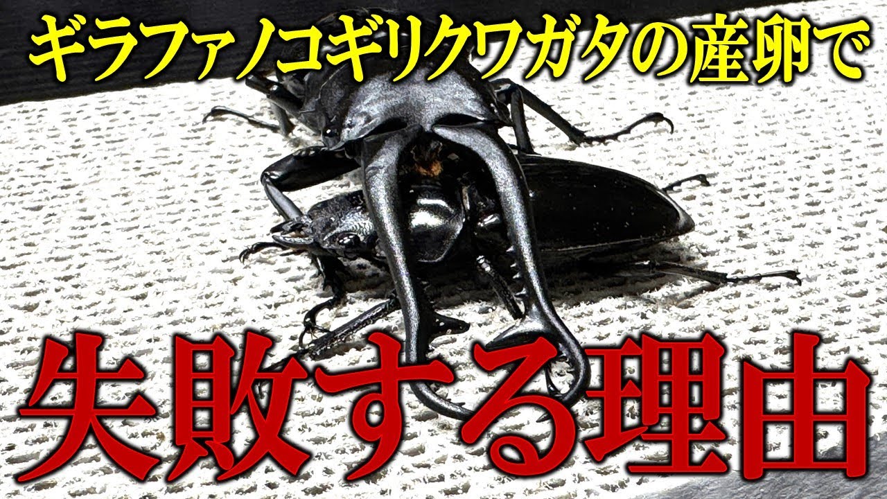 I think this is the reason why giraffe stag beetles fail to lay