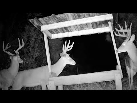 Trail Cams Whitetail Bucks At DIY Trough Feeder Vol 6 South Alabama Deer 