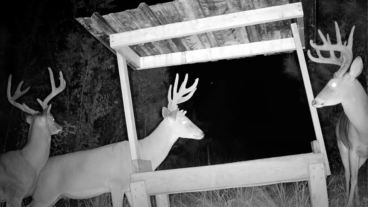 Trail Cams: Whitetail Bucks at DIY Trough Feeder (Vol 6: South Alabama Deer)