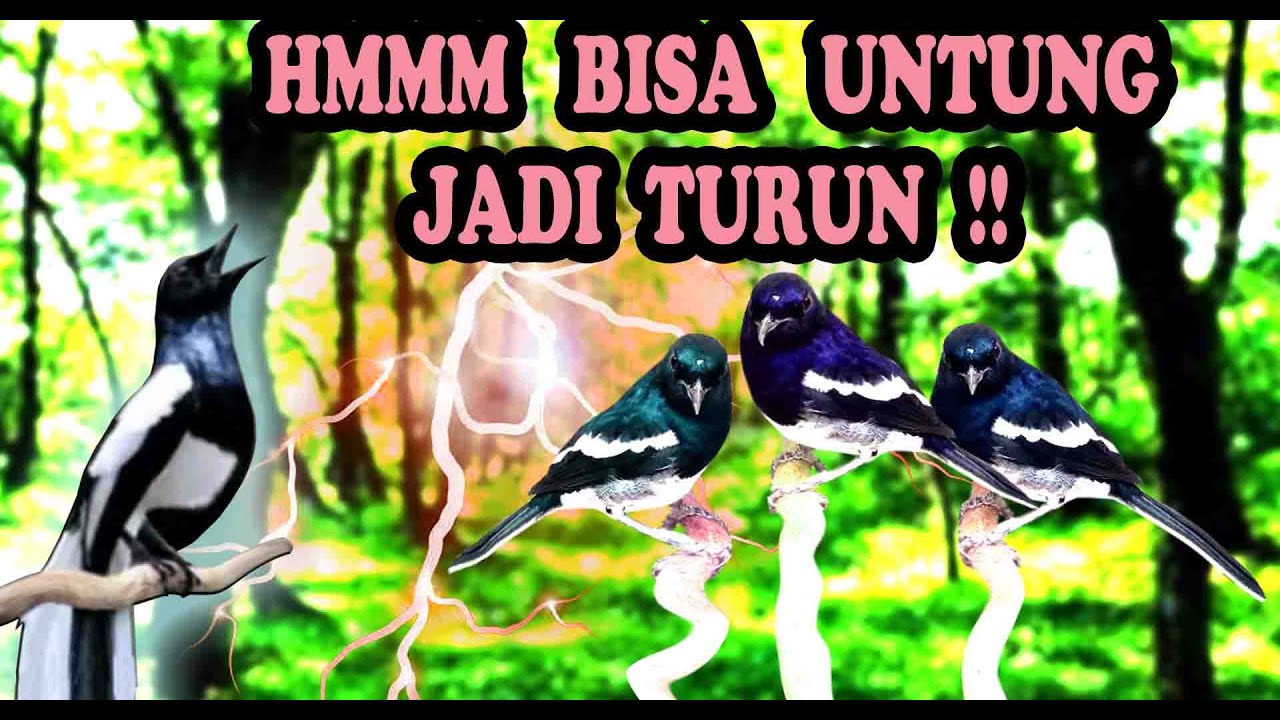 Suara Pikat Kacer Liar Hutan Joss