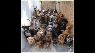 Ferdici İbo - - Türk Sanat Müziği 2015