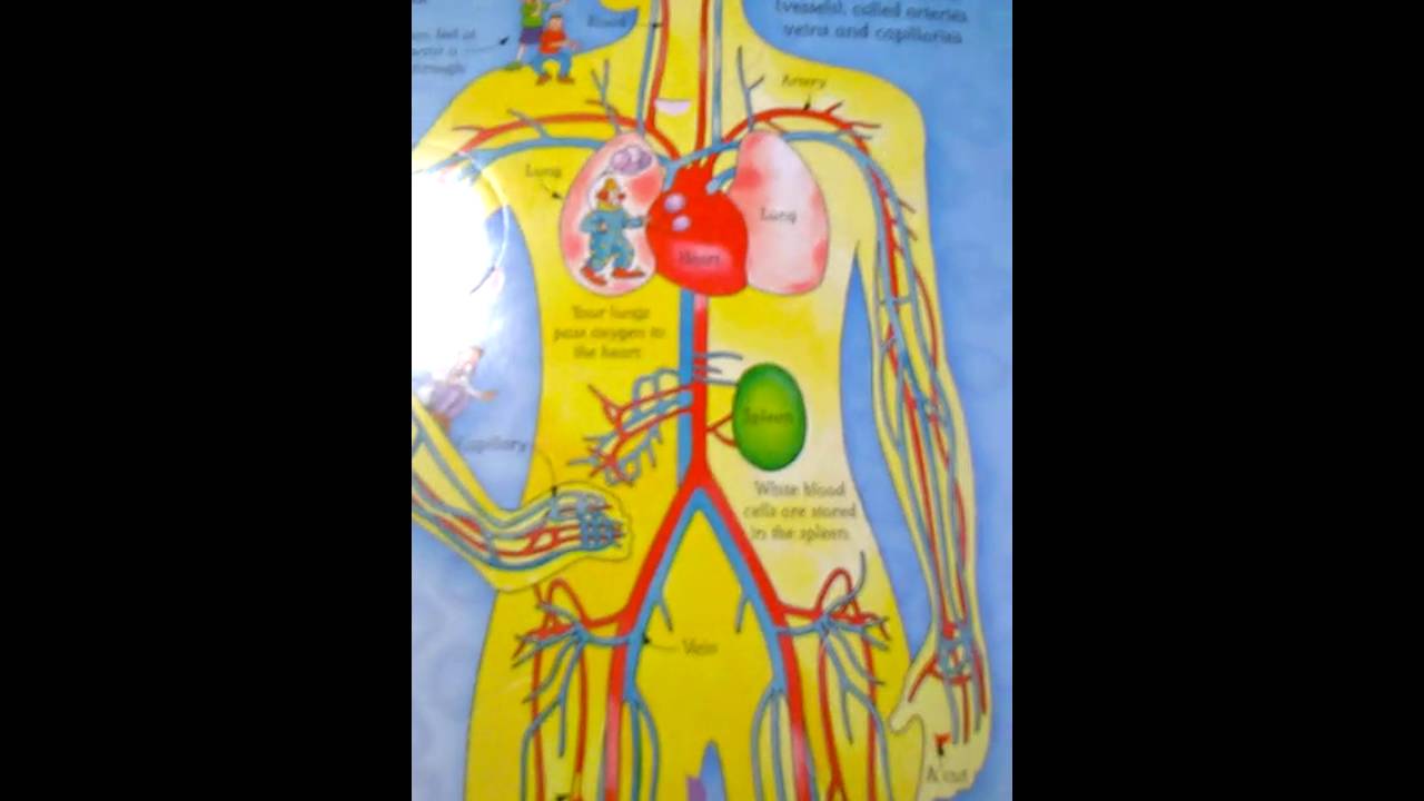 lift the flap how the body works