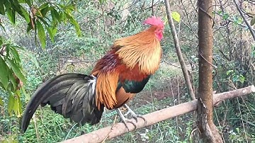 Saib Qaib f2 Daj 10/1/2025