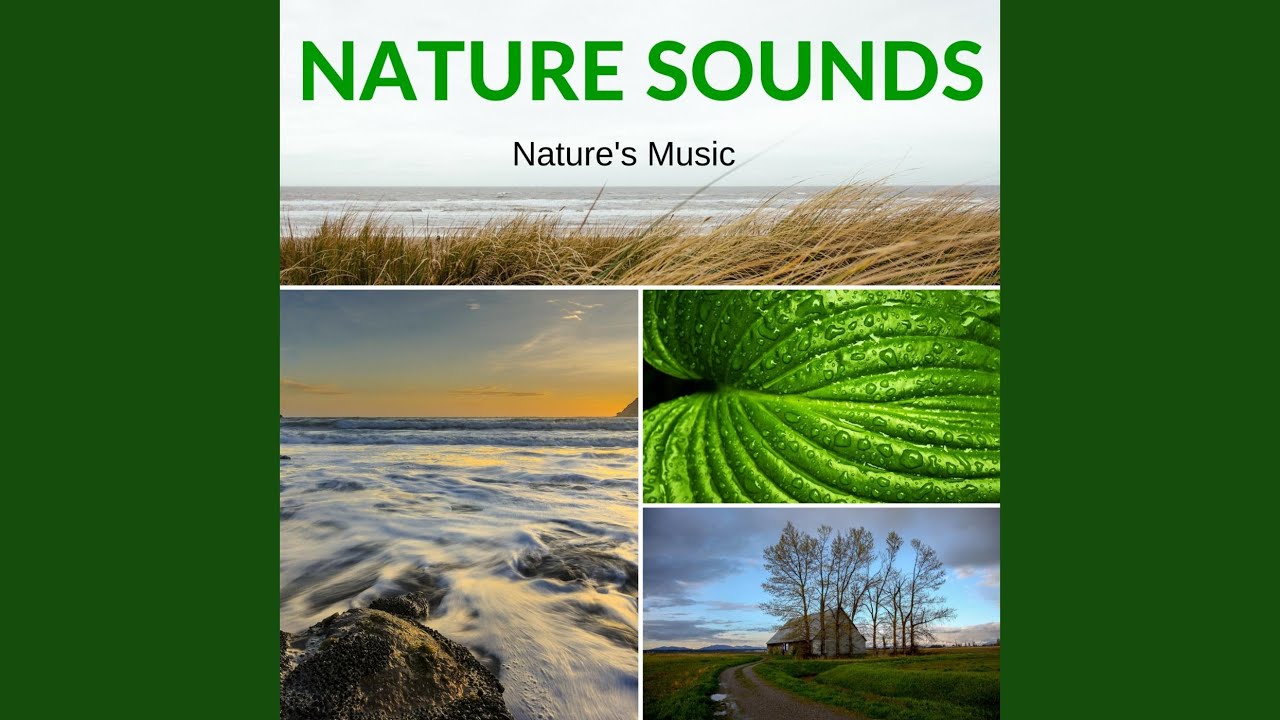 California Bird Chorus Sounds