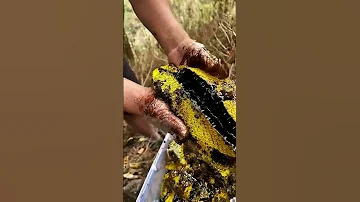 هل رايت العسل الاسود من قبل Have You Ever Seen Molasses 