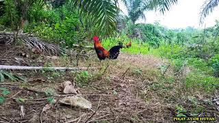 mikat ayam hutan#ini lah sarangnya ayam hutan merah Sumatra (ORI). 