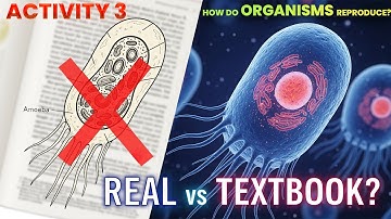 Class 10 Science Chapter 7 | How do Organisms Reproduce | Activity 7.3 | Amoeba Binary Fission Slide