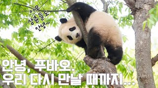 푸바오와의 행복한 추억들을 모아 만든 노래. #푸바오중국에서도잘지내렴  @withEverland  @ppuppatv