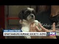 Four Legged Friends: Gizmo