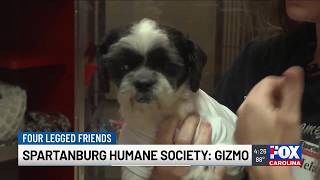 Four Legged Friends: Gizmo