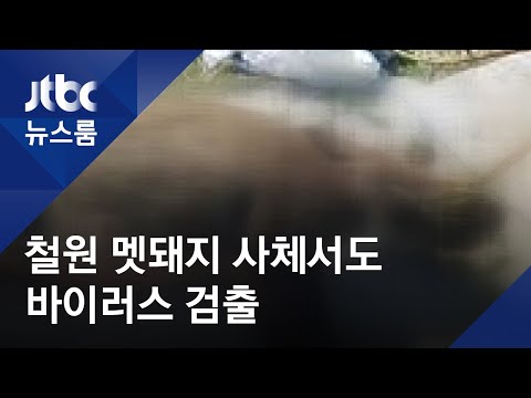연천·철원 멧돼지 사체서 바이러스…DMZ 밖선 처음
