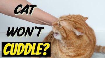 😿 6 Reason Why Your Cat Won’t Cuddle + 5 Lesser Known Tips 💖