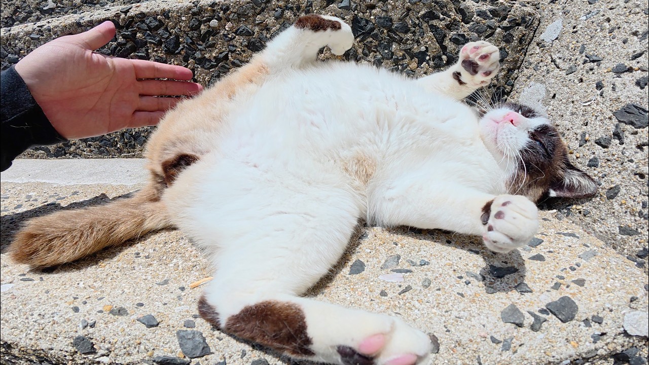 タヌキみたいな猫が階段でクネクネと転げ回って甘えてきた