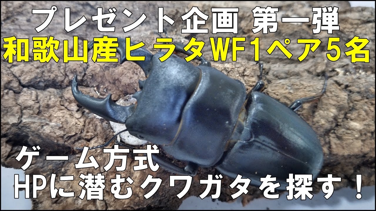 クワガタプレゼント企画第一弾 和歌山産ヒラタクワガタWF1ペア5名様