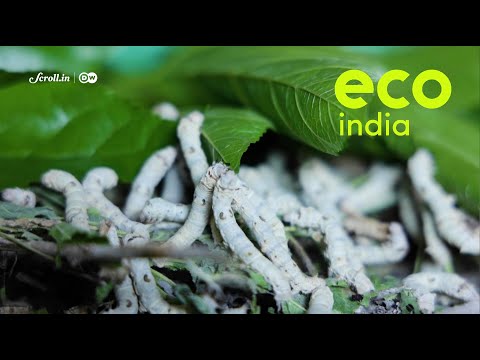 Eco India: How sericulture is giving cotton farmers a new lease on life in drought-prone Marathwada