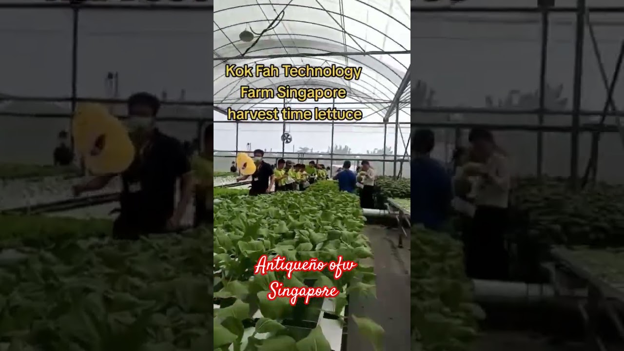 Kok Fah Technology Farm Singapore 