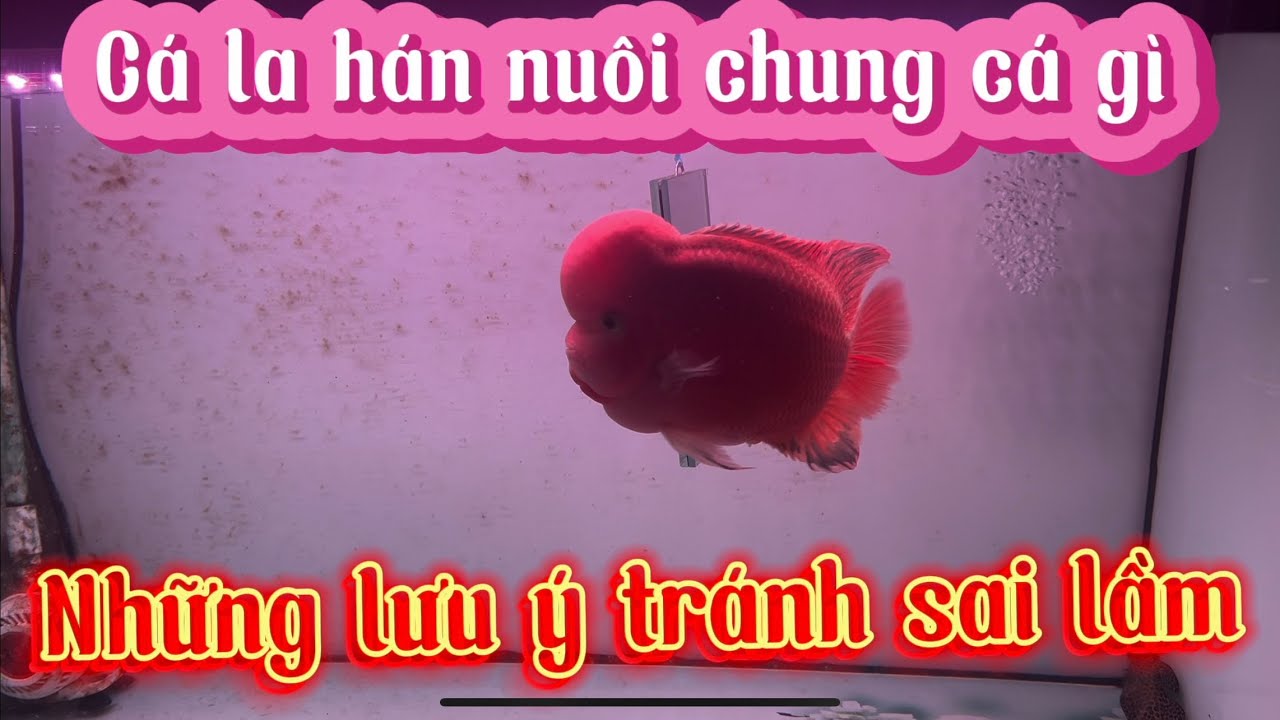 Ca La Hán Nuôi Chung Với Cá Gì Và Những Sai Lầm Cần Tránh Khi Nuôi