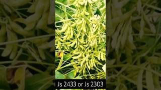 New Soyabean variety Js 2433 or Js 2303 soybean new variety of soybean JS @agriguruji3537