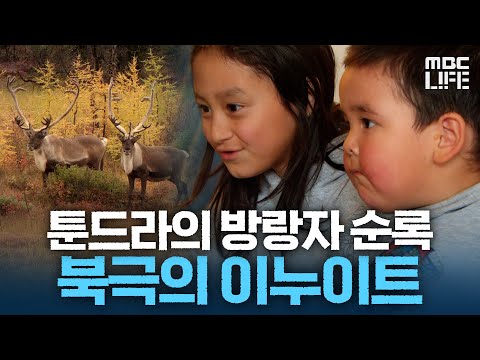 툰드라의 방랑자 순록 그리고 그를 쫓는 북극 <strong>늑대</strong> #북극의눈물 #MBClife MBC081221방송