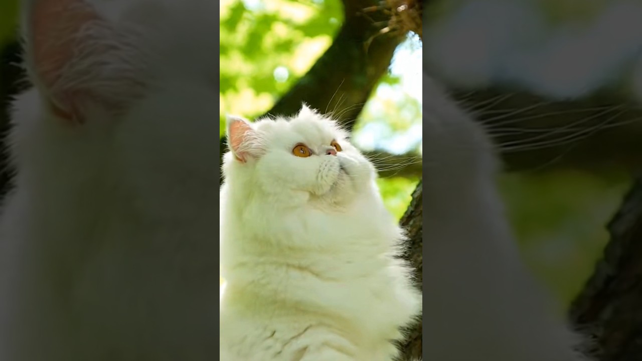 Cute Cat Act of kindness #kindness #story #usa #unitedstates #shortsfeed