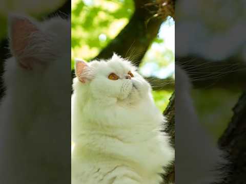 Cute Cat Act of kindness #kindness #story #usa #unitedstates #shortsfeed