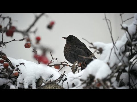 Франция: как нельзя ловить птиц