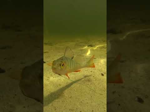 Реакция рыбы. Окунь на живца. Подводная съёмка. #Shorts #рыбалка