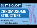 SLST Biology | Chromosome Structure in Details + Top MCQ |