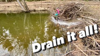 Totally Drained Beaver Dam!