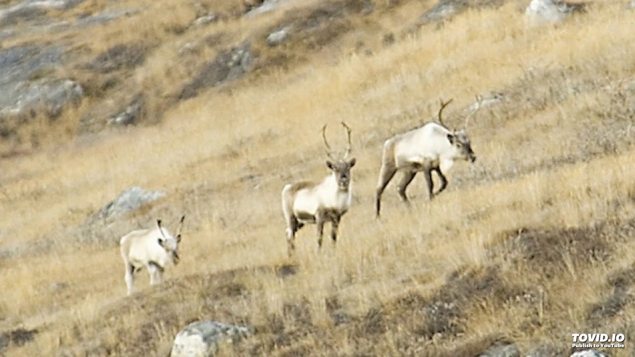 David Holm - Qivittulersaartoq 5