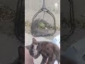 Police block traffic to help rescue kitten from middle of busy highway