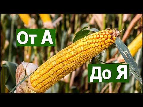 Выращивание кукурузы от А до Я #СельхозТехникаТВ