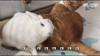 Y'all Know Cat And Rabbit Are SO Cute, But How Are They Related?