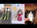 TikTok En Komik Hayvan Akımları [Tik Tok Kedi Videoları 2019]