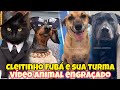 Tente não rir, vídeo viral animal engraçado" Cleitinho Fubá está em perigo história narrada.