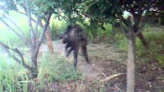 catch pig At Komany