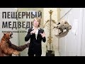 Жизнь и смерть пещерного медведя. Ярослав Попов | Палеонтологические истории #014