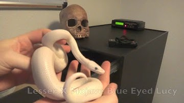 Boaphile Poly Rack and Ball Python Collection