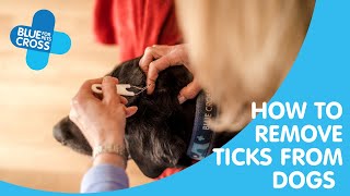 How To Remove Ticks From Dogs | Blue Cross Pet Advice