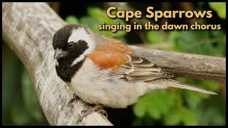 CAPE SPARROWS singing in the dawn chorus on a farm in the southern Karoo