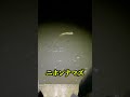 ウナギが釣りたい！