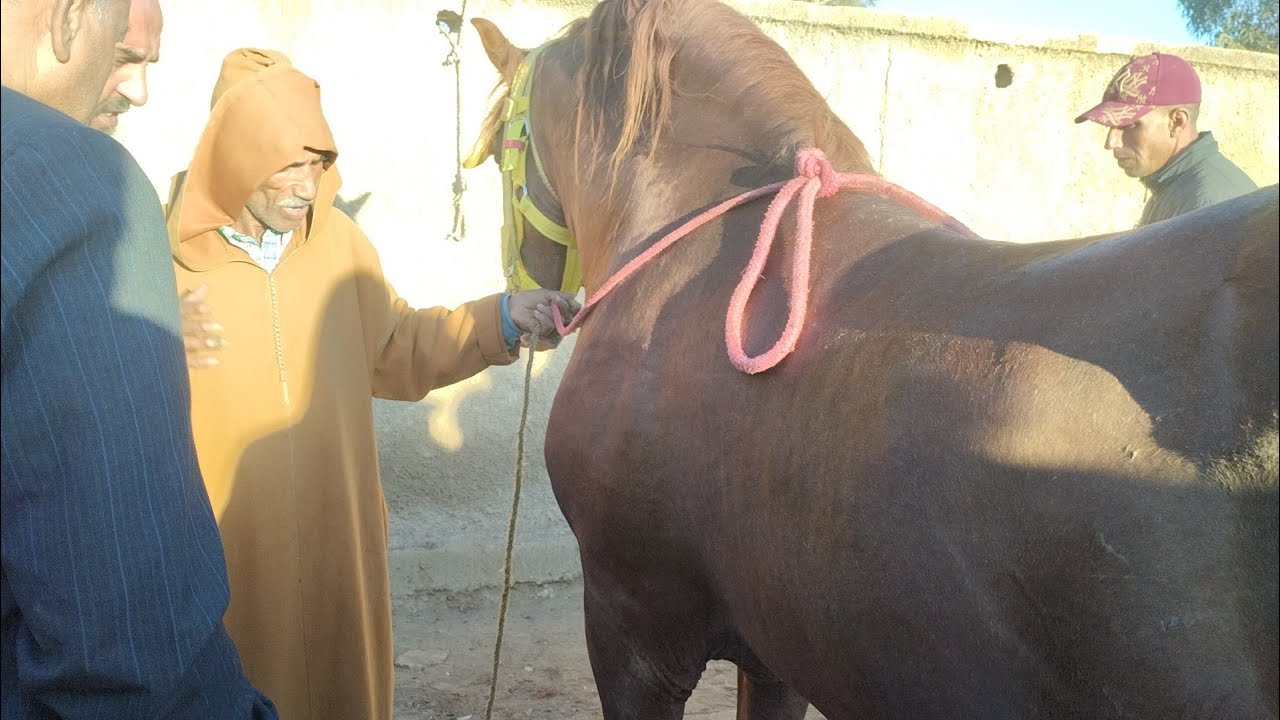 سوق الثلاثاء الخميسات مع دريس موزون بتاريخ 16/9/2025