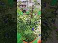 gardening #nature#motivation #love #youtubeshorts#shorts#viralvideo
