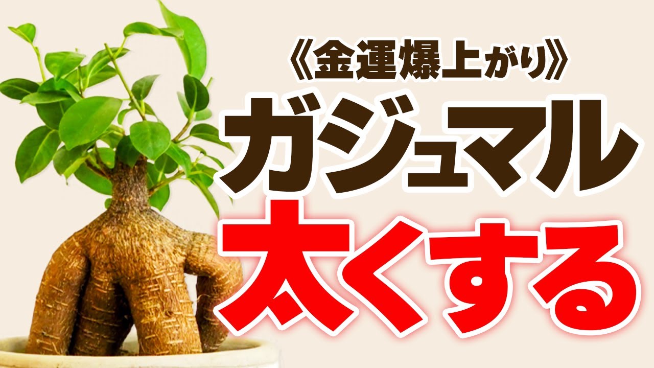 ガジュマルも種から育てる方法！入手方法や発芽させるコツなどを解説