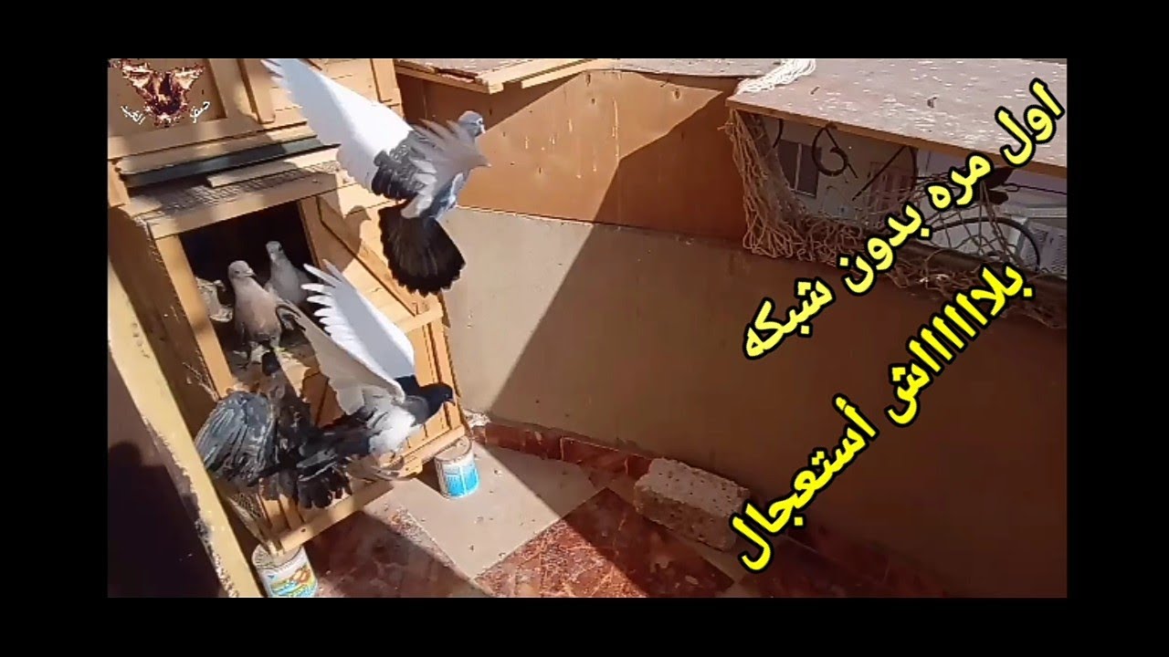 فتح الزغاليل في البلكونه بدون شبكه ومعلومات تهمك في تربيه الزغلول  #مهدي هتلر