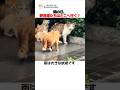 雨の日、野良猫たちはどこへ行く?